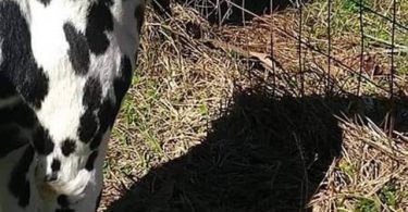 12 weeks old Dalmatian puppies for sale
