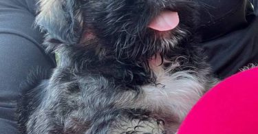 Tricolor and brown Shih Tzu puppies