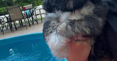 Tricolor and brown Shih Tzu puppies