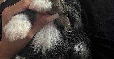 Tricolor and brown Shih Tzu puppies