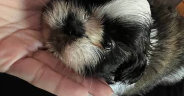 Tricolor and brown Shih Tzu puppies