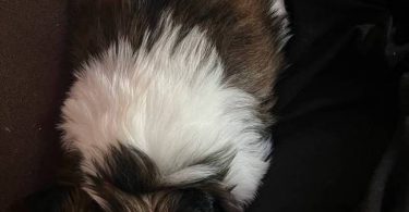 Tricolor and brown Shih Tzu puppies