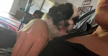 Tricolor and brown Shih Tzu puppies