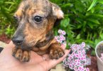 2 Chocolate dapple male Dachshund pug puppies