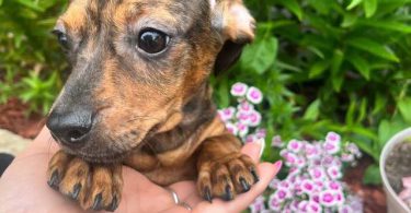 2 Chocolate dapple male Dachshund pug puppies