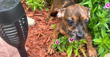 2 Chocolate dapple male Dachshund pug puppies