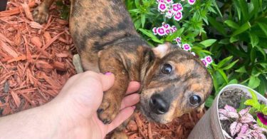 2 Chocolate dapple male Dachshund pug puppies