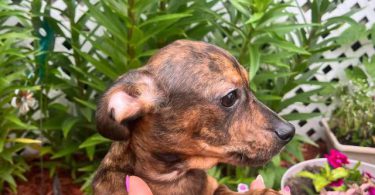 2 Chocolate dapple male Dachshund pug puppies