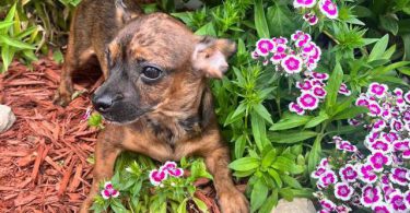 2 Chocolate dapple male Dachshund pug puppies