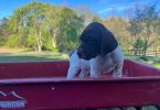 AKC male German shorthaired pointer puppy