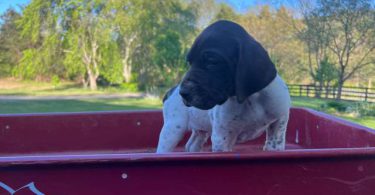 AKC male German shorthaired pointer puppy