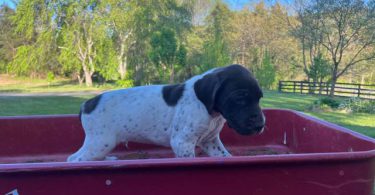 AKC male German shorthaired pointer puppy