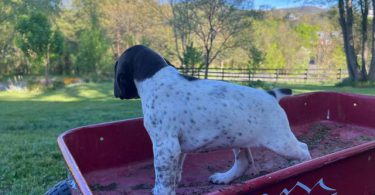AKC male German shorthaired pointer puppy
