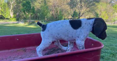 AKC male German shorthaired pointer puppy