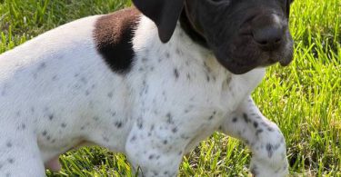 AKC male German shorthaired pointer puppy