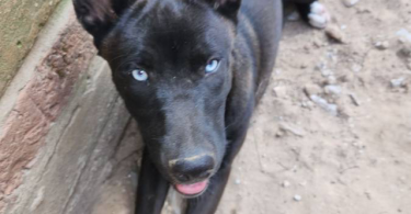 Blue eyed Pitsky