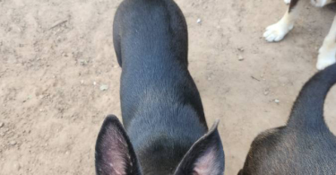 Blue eyed Pitsky