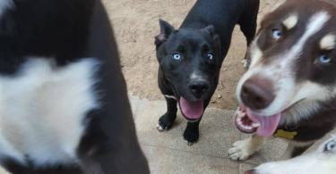 Blue eyed Pitsky