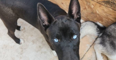 Blue eyed Pitsky