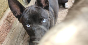 Blue eyed Pitsky