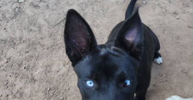 Blue eyed Pitsky