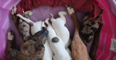 2 Full blooded Catahoula Leopard Puppies