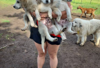 Livestock guardian puppies