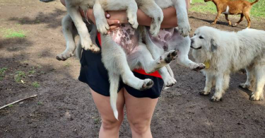 Livestock guardian puppies