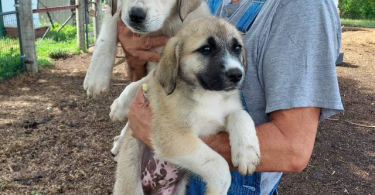 Livestock guardian puppies