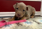 Blue tri and lilac tri Pitbull pups for sale