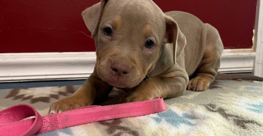 Blue tri and lilac tri Pitbull pups for sale