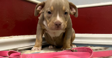 Blue tri and lilac tri Pitbull pups for sale