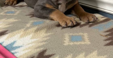 Blue tri and lilac tri Pitbull pups for sale