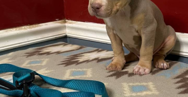 Blue tri and lilac tri Pitbull pups for sale