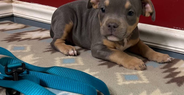 Blue tri and lilac tri Pitbull pups for sale