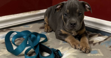 Blue tri and lilac tri Pitbull pups for sale