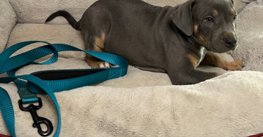 Blue tri and lilac tri Pitbull pups for sale