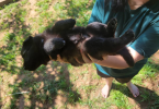 Beautiful Czech German shepherd puppies