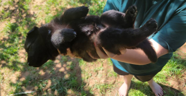 Beautiful Czech German shepherd puppies