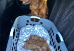 Full AKC registered golden retriever puppies for sale