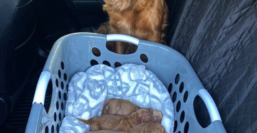 Full AKC registered golden retriever puppies for sale