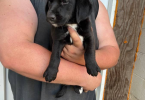 7 weeks old Basset hound puppies