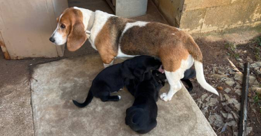 7 weeks old Basset hound puppies