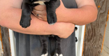 7 weeks old Basset hound puppies