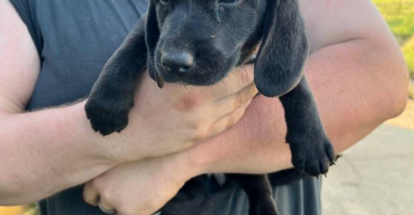 7 weeks old Basset hound puppies