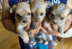 Maltese Yorkie babies ready in July