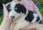 Border Collie Pyrenees mix pups