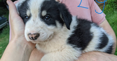 Border Collie Pyrenees mix pups