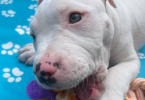 Solid white Pitbull puppy for sale
