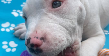 Solid white Pitbull puppy for sale
